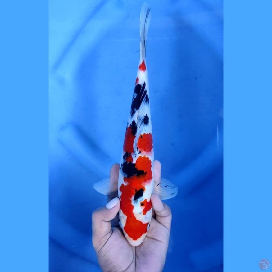 29CM # TAISHO SANKE - F
