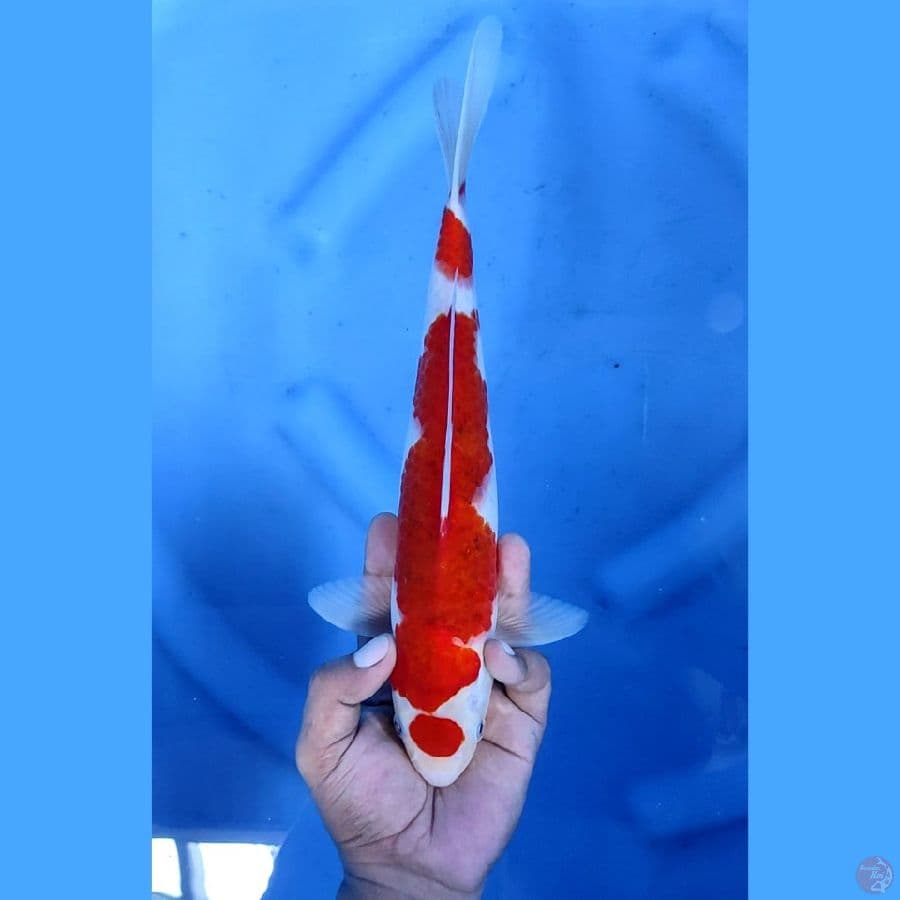 31CM # MARUTEN AI GOROMO - M