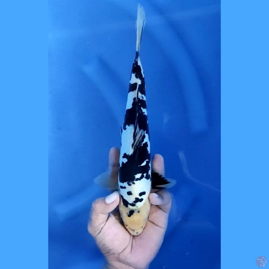 29CM # DOITSU BEKKO - M