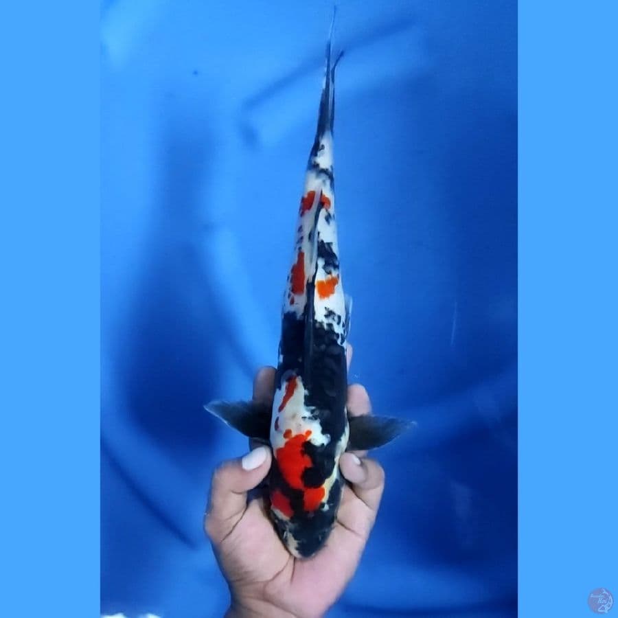 32CM # DOITSU SHOWA ARAGOKE - M