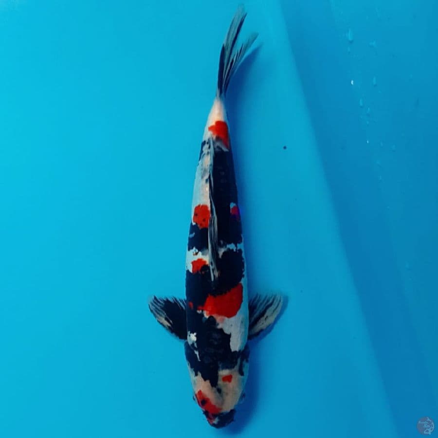 Doitsu Showa Sanshoku 35cm