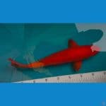 benigoi super red male 40bu(38cm) tembus perut