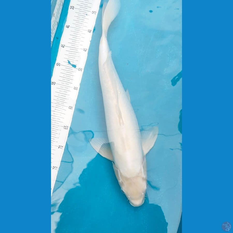 platinum doitsu 50cm male 