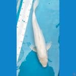 platinum doitsu 50cm male 