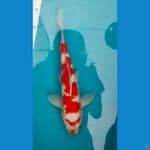 ikan koleksi super 40bu/37cm male