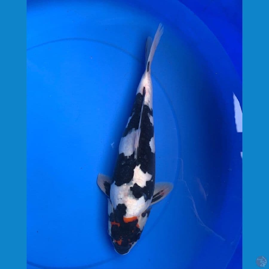 TANCHO SHOWA DOIT 35 cm