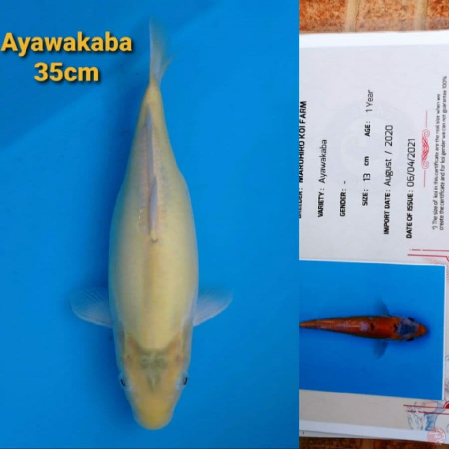MARUHIRO AYAWAKABA 35CM
