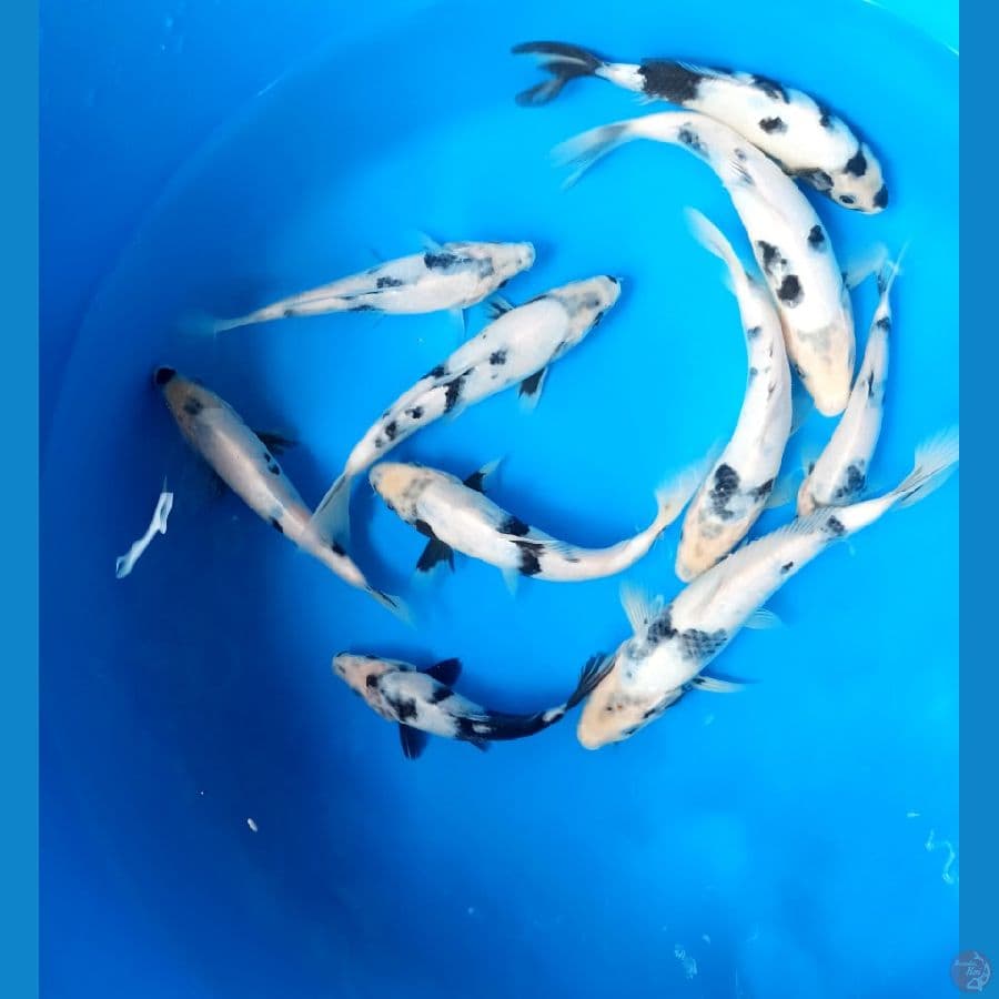 Paket shiro 20bu