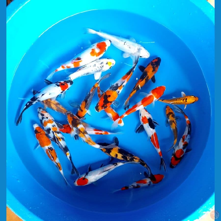 paket 20bu