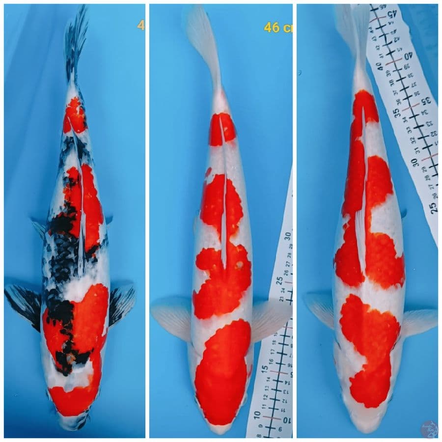 mix sq 40-46 cm