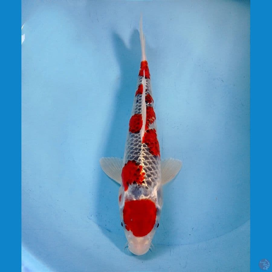 ghosiki 30 cm