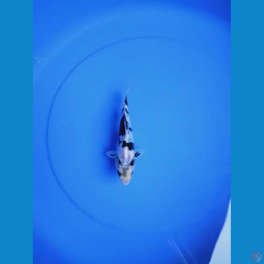 MKC KOI GRUB