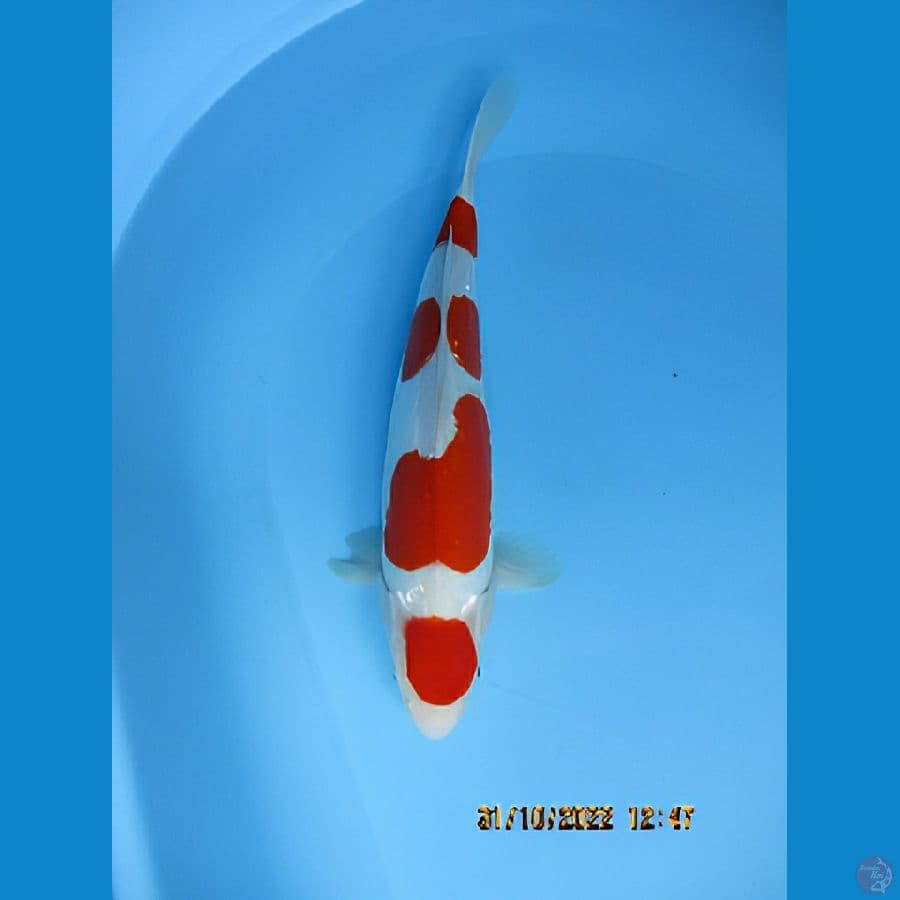 MKC KOI GRUB