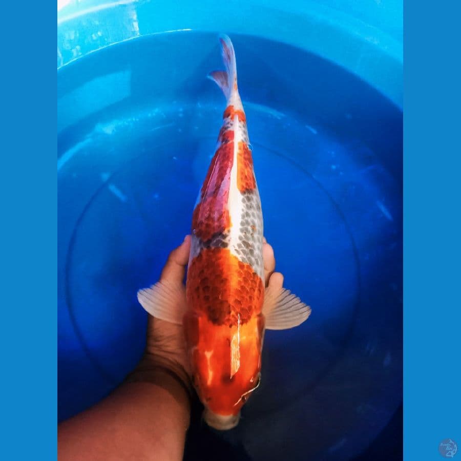 goshiki 41cm