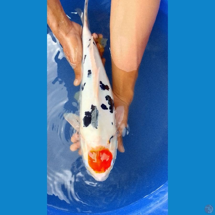 Tancho Sanke Doitsu Hot 42cm™