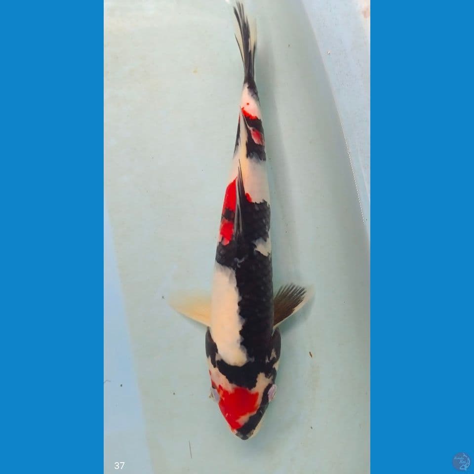 showa 37 cm