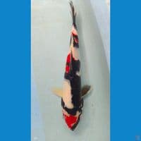 showa 37 cm