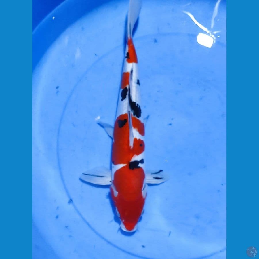 Sanke Doitsu HQ 34CM
