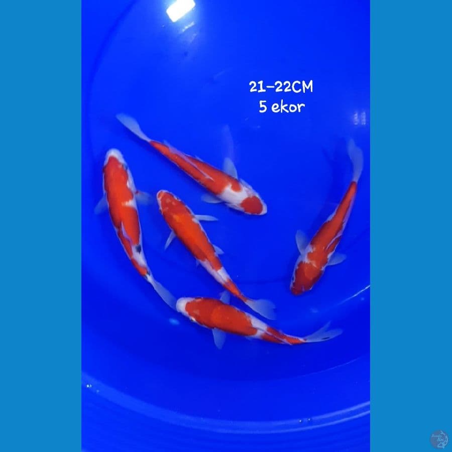 Mix 21-22CM 5ekor