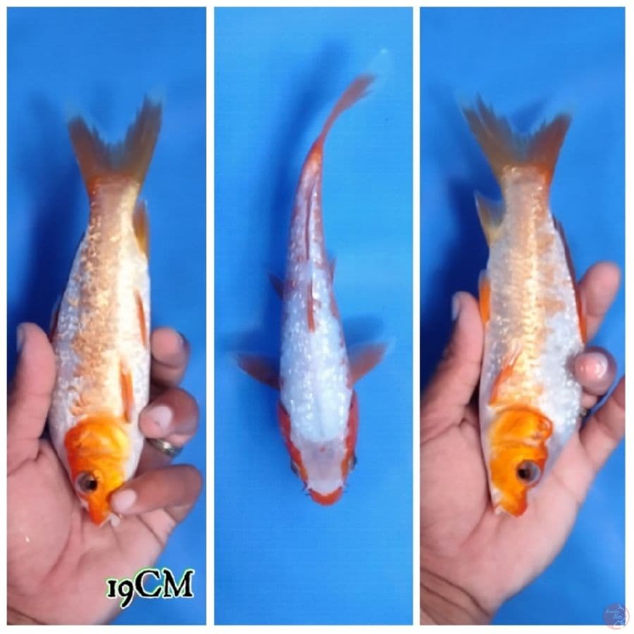 Gindrin Asagi Polos 19CM Male 