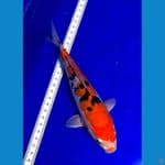 sanke doitsu 21cm