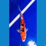 sanke doitsu 20cm