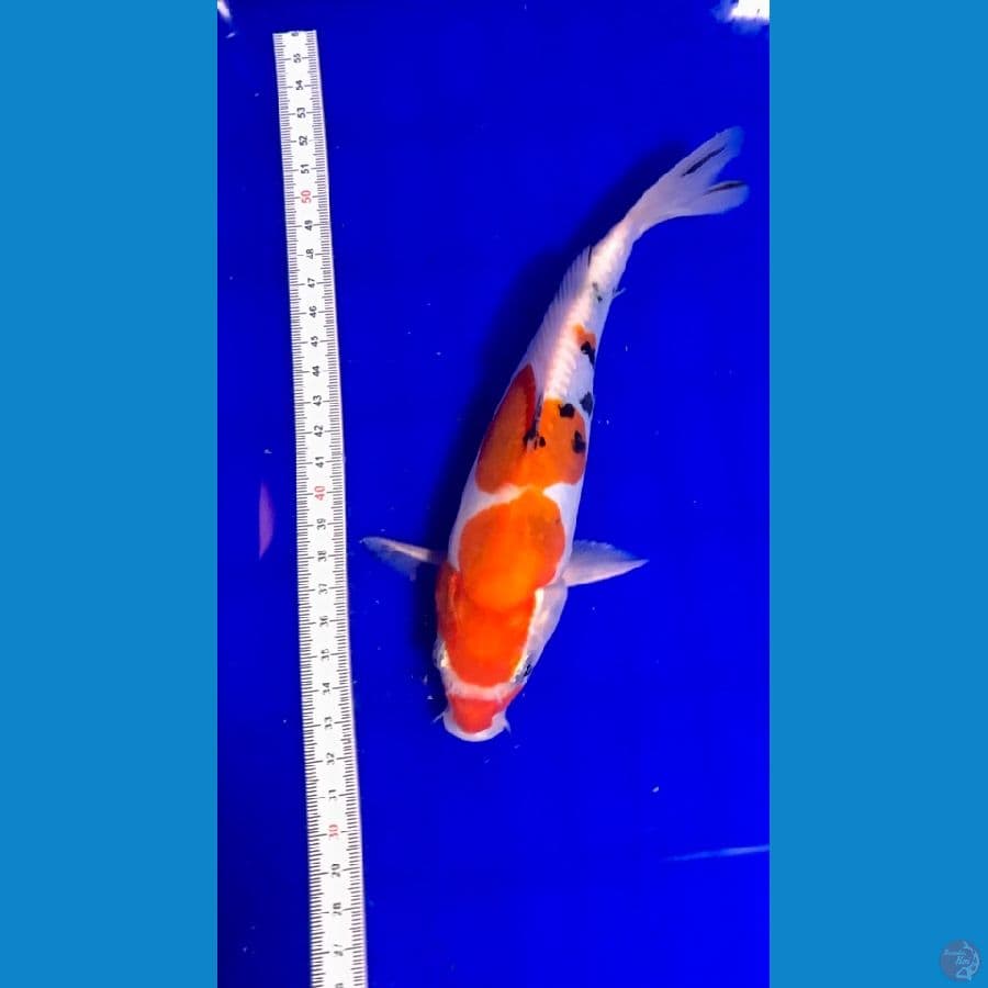 sanke doitsu 21cm