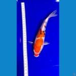 sanke doitsu 21cm