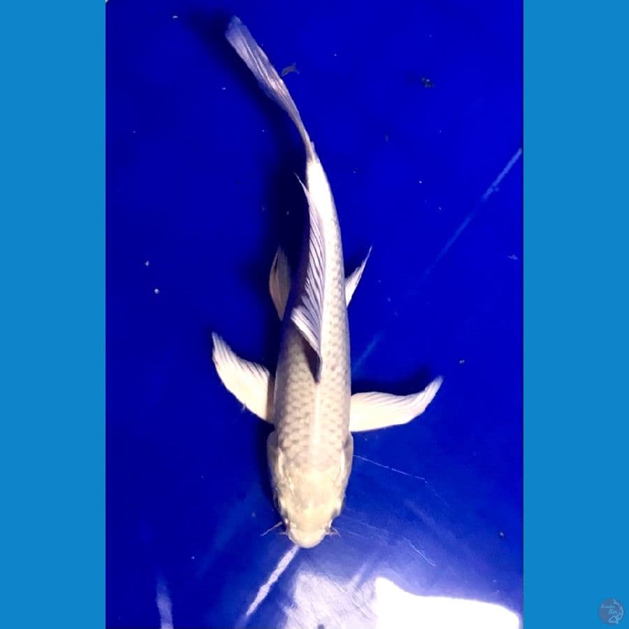 platinum 18cm