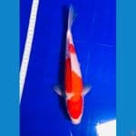 kohaku 27cm