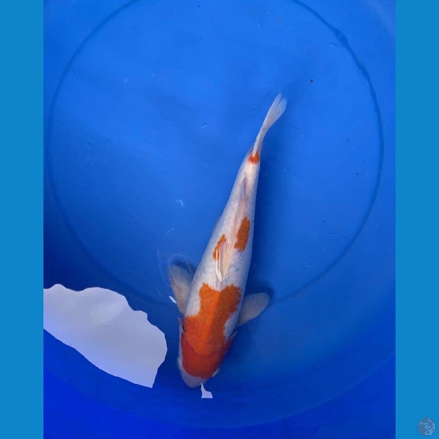KOHAKU 30 cm