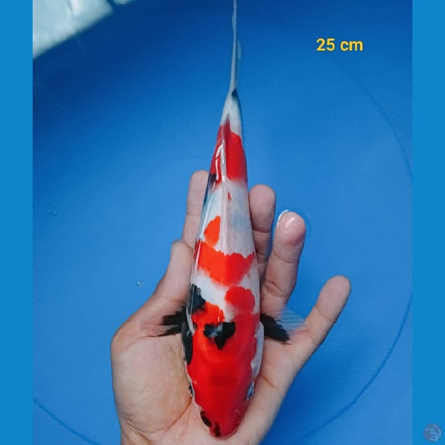 showa 25 cm