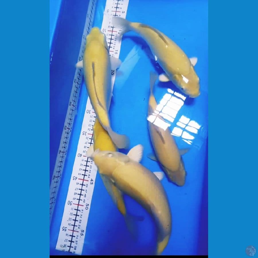 karasi bulky punuk