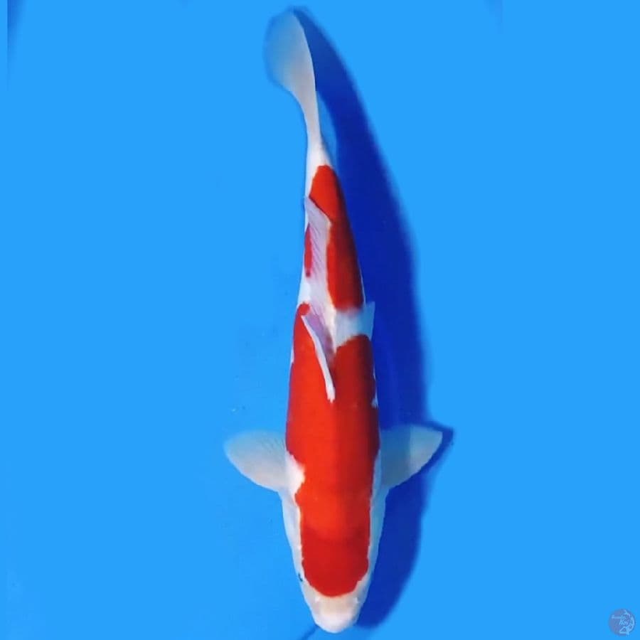 KOHAKU ORIGINAL 35CM MALE