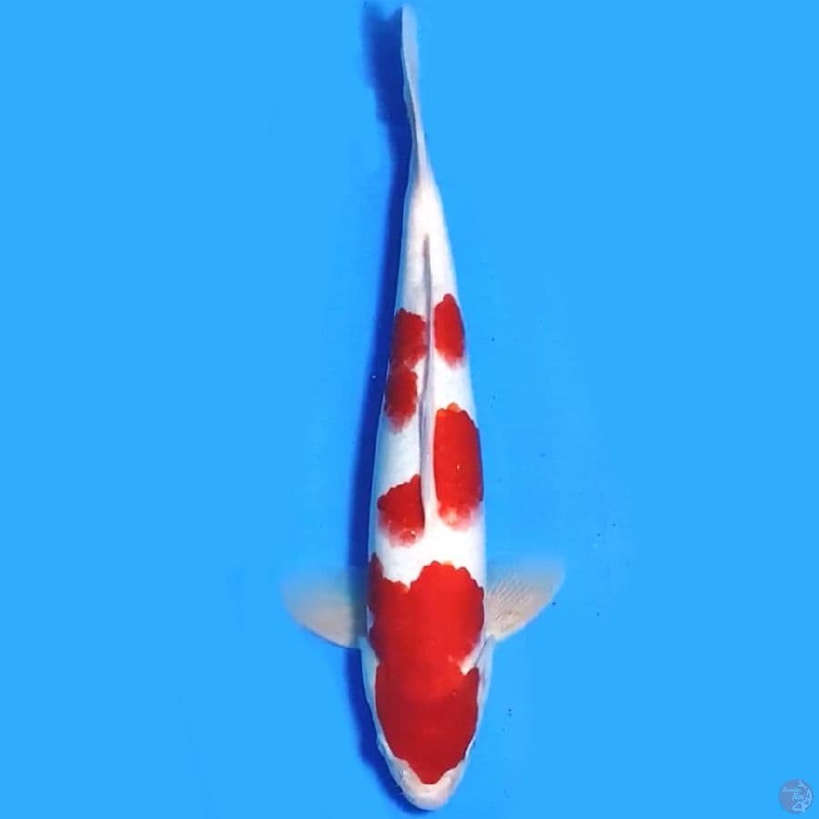 KOHAKU ORIGINAL 32CM MALE