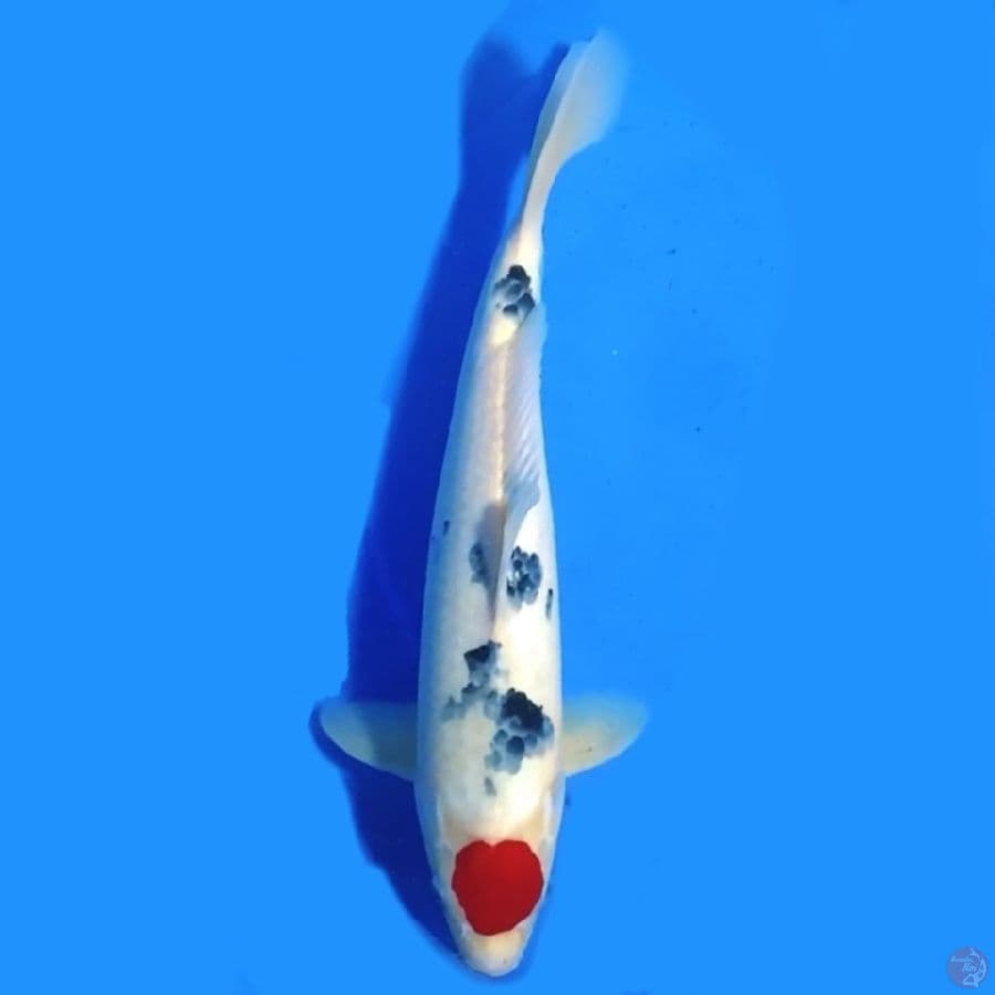 TANCHO SANKE ORIGINAL 37CM MALE