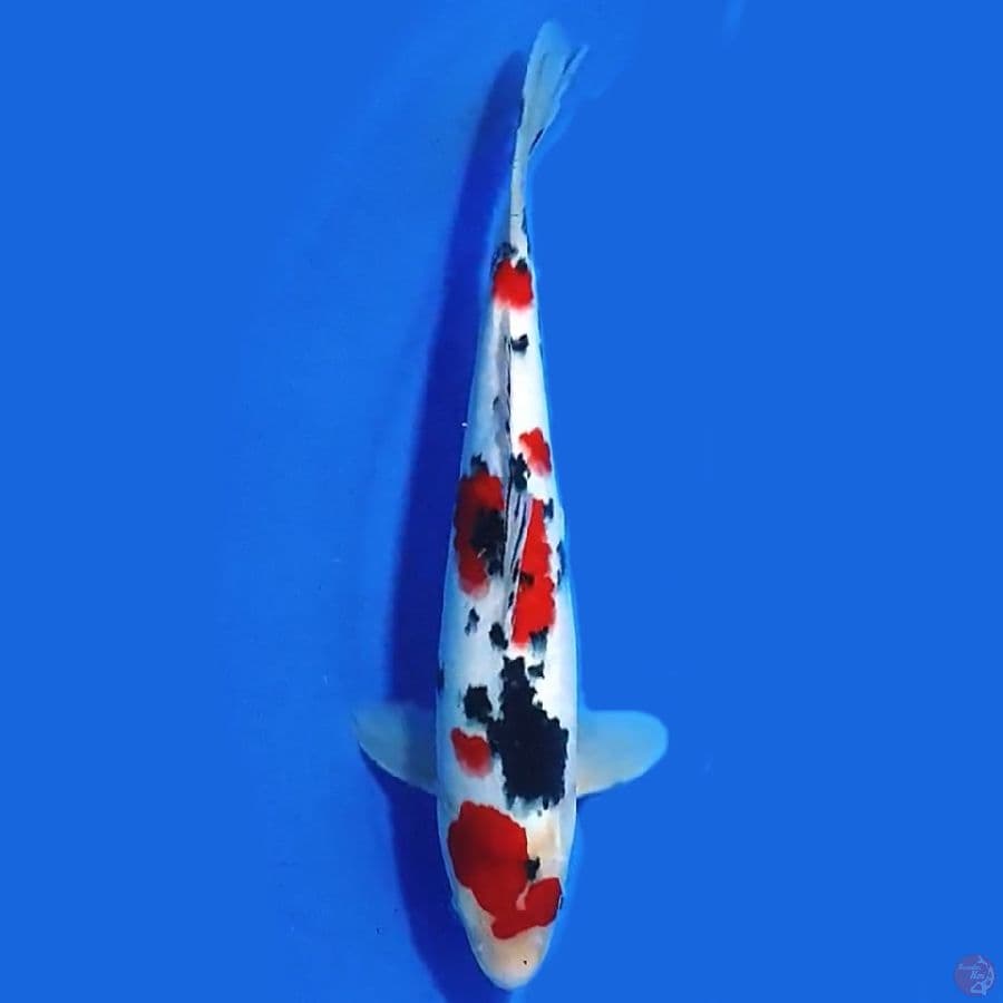 TAISHO SANSHOKU ORIGINAL STRONG 31CM MALE