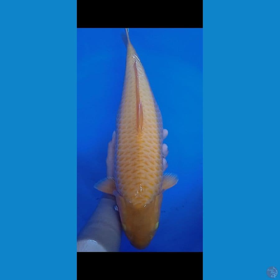 karamel 46cm