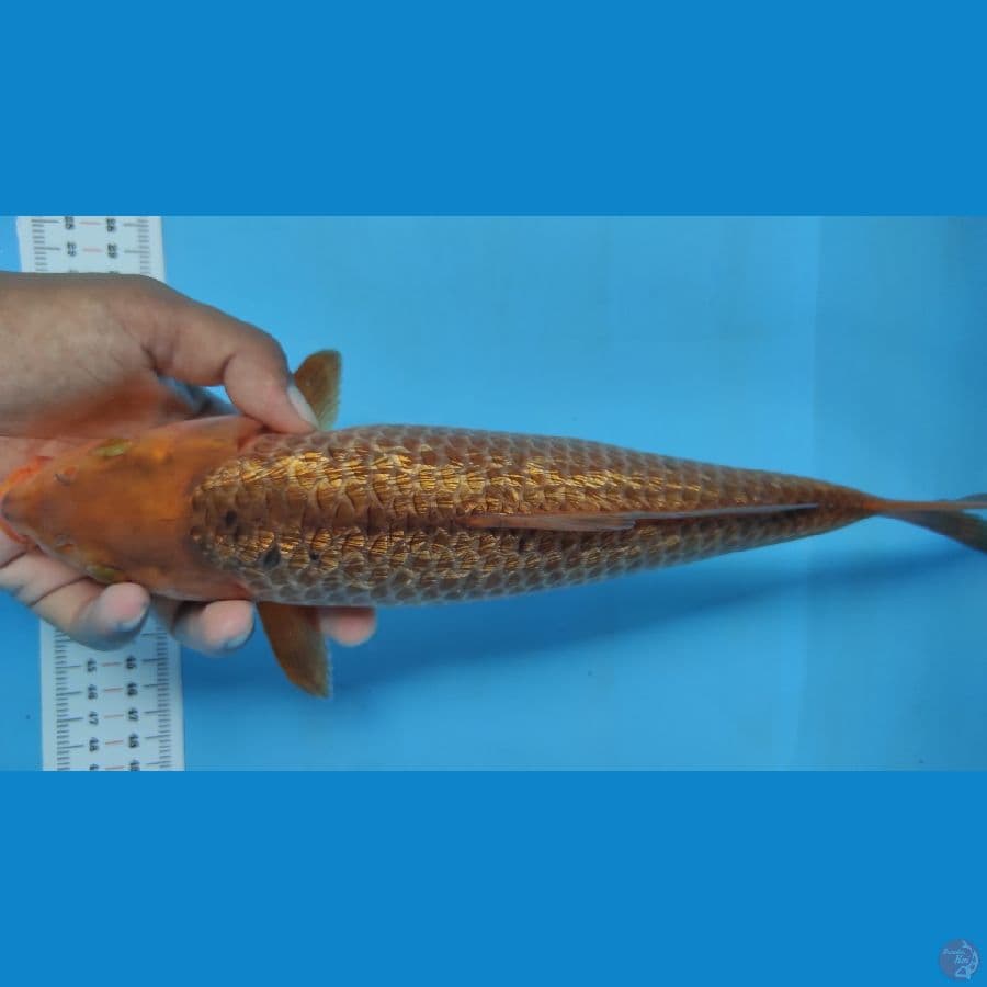 mamel 35cm