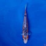 Koi Import Jepang Shusui (Sertifikat Otsuka) 22cm