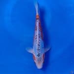 Koi Import Jepang Shusui (Sertifikat Miyatora) 29cm