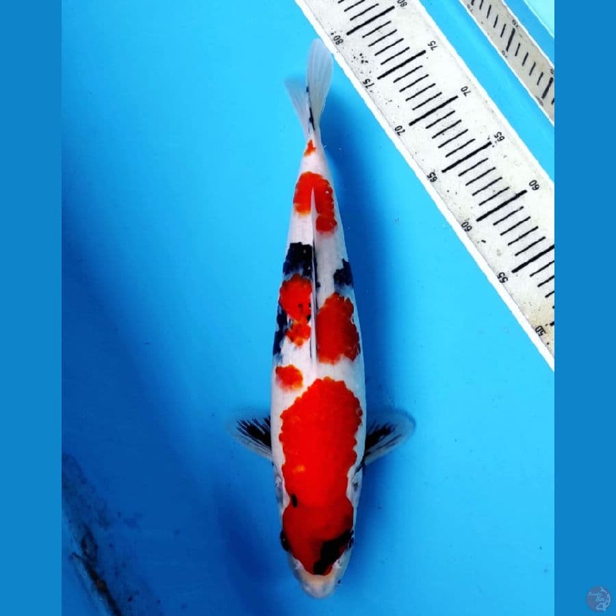 SHOWA SUPER 40CM