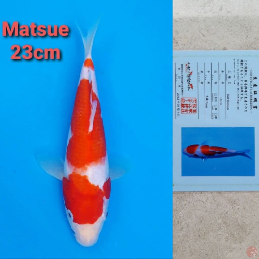 MATSUE KOHAKU 23CM SERTI