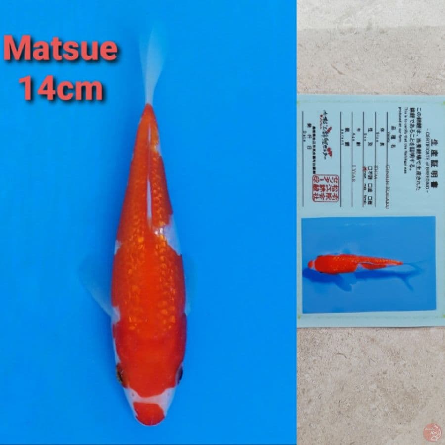MATSUE GINRIN KOHAKU 14CM SERTI
