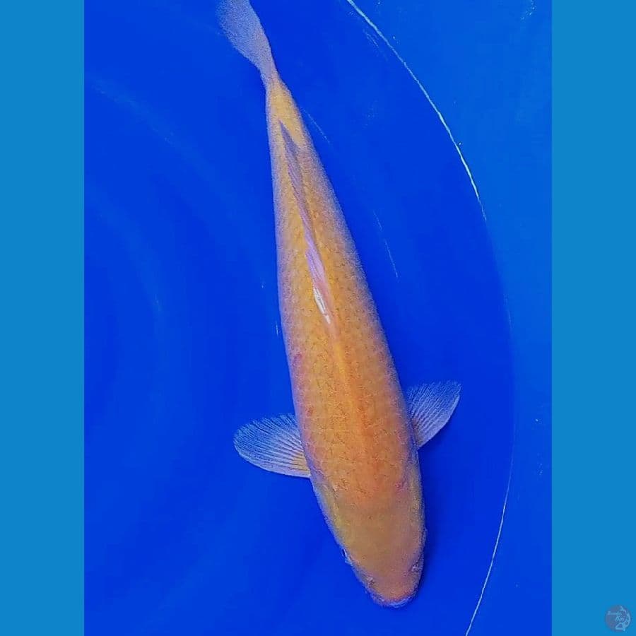 jumbo karasi M 42 cm
