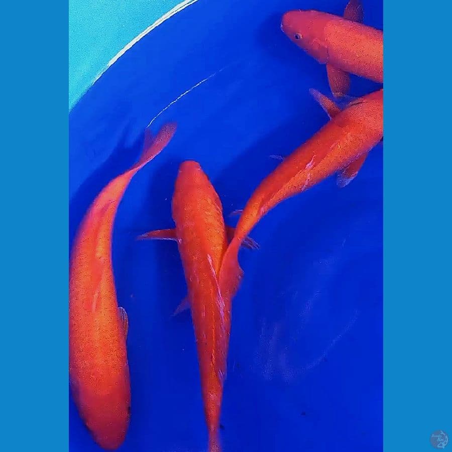 4 benigoi 32-34 cm