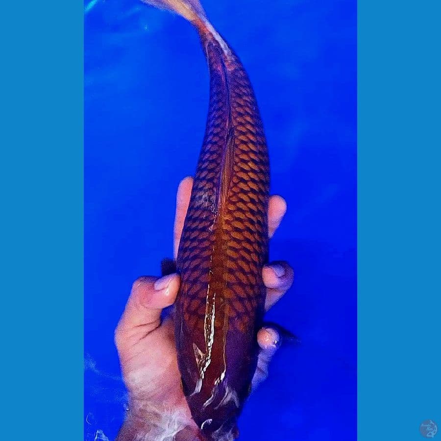 tembaga fukurin M 35