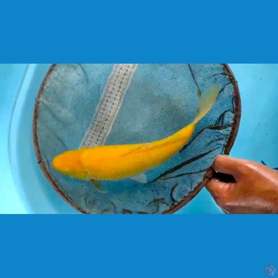 karasi 35cm