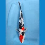showa 24 cm
