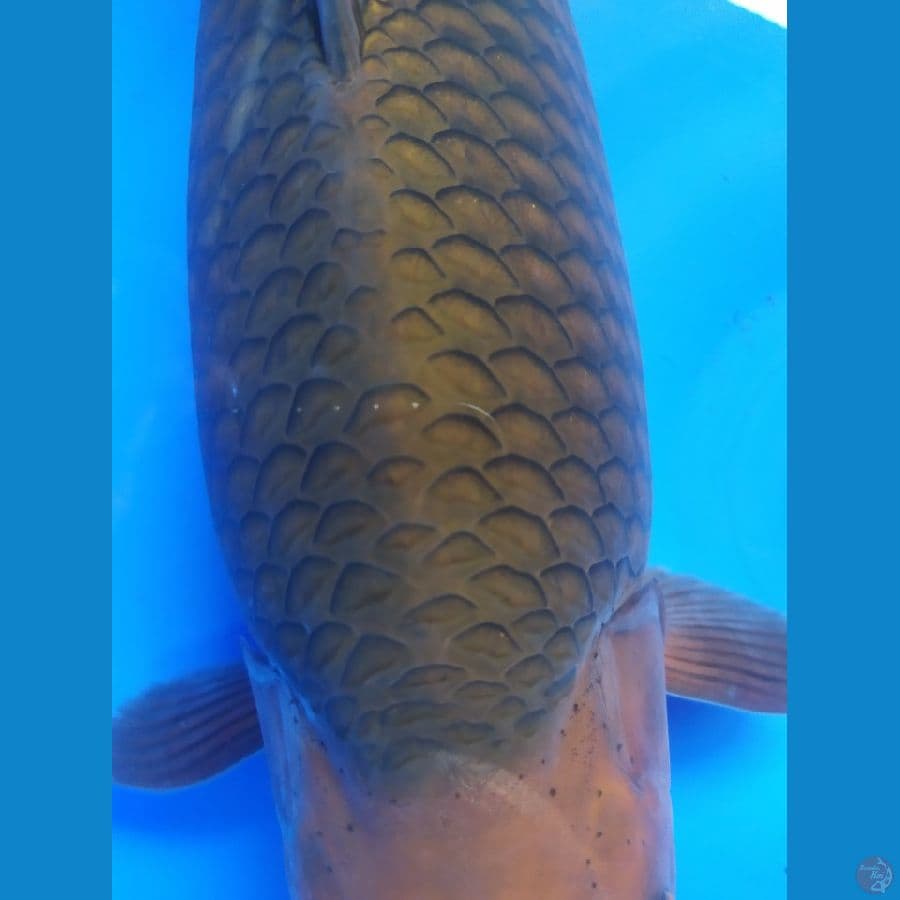 chagoi punuk grandong 44cm